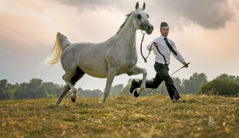 Arābu zirgu audzēšana