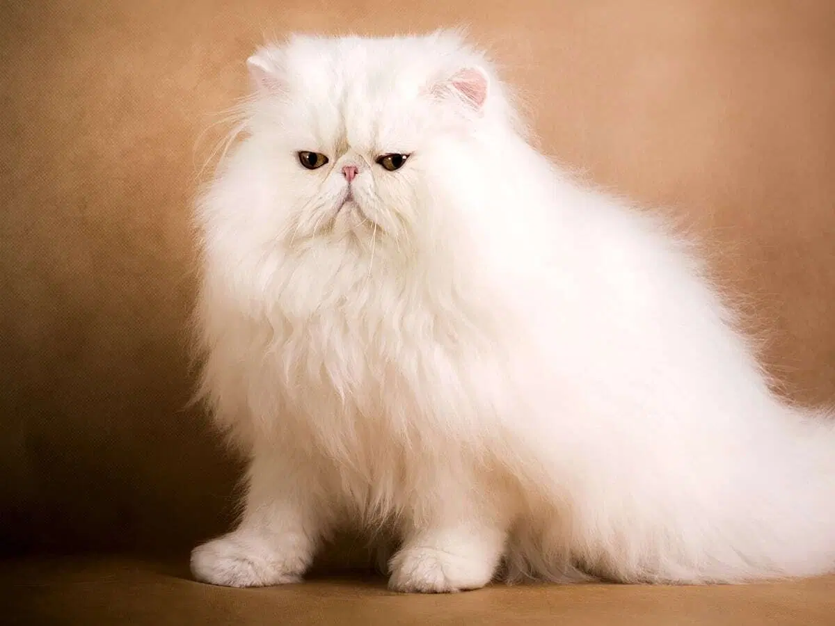 Cik maksā dārgākais kaķis Blog