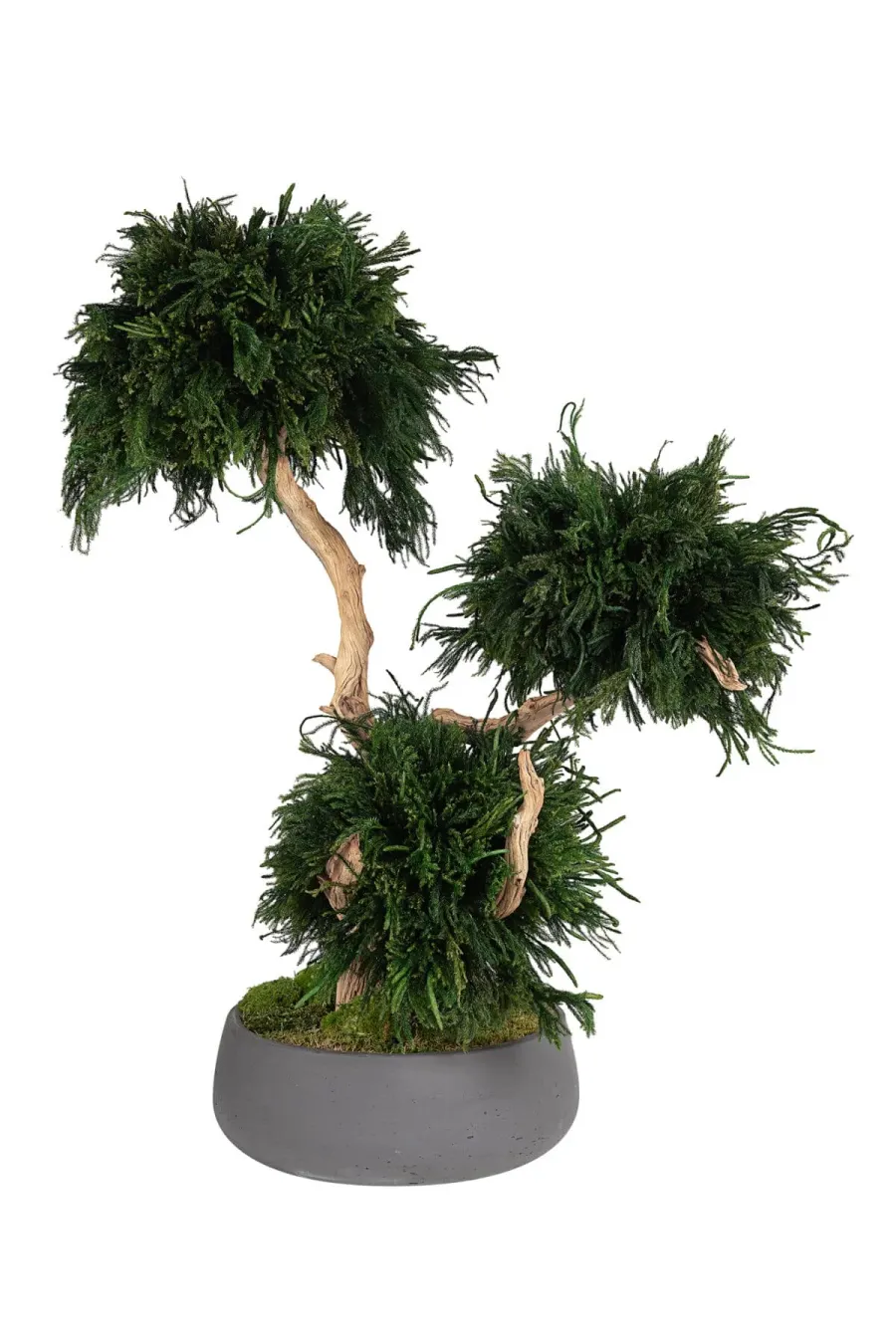 Kas ir augu stabilizācija