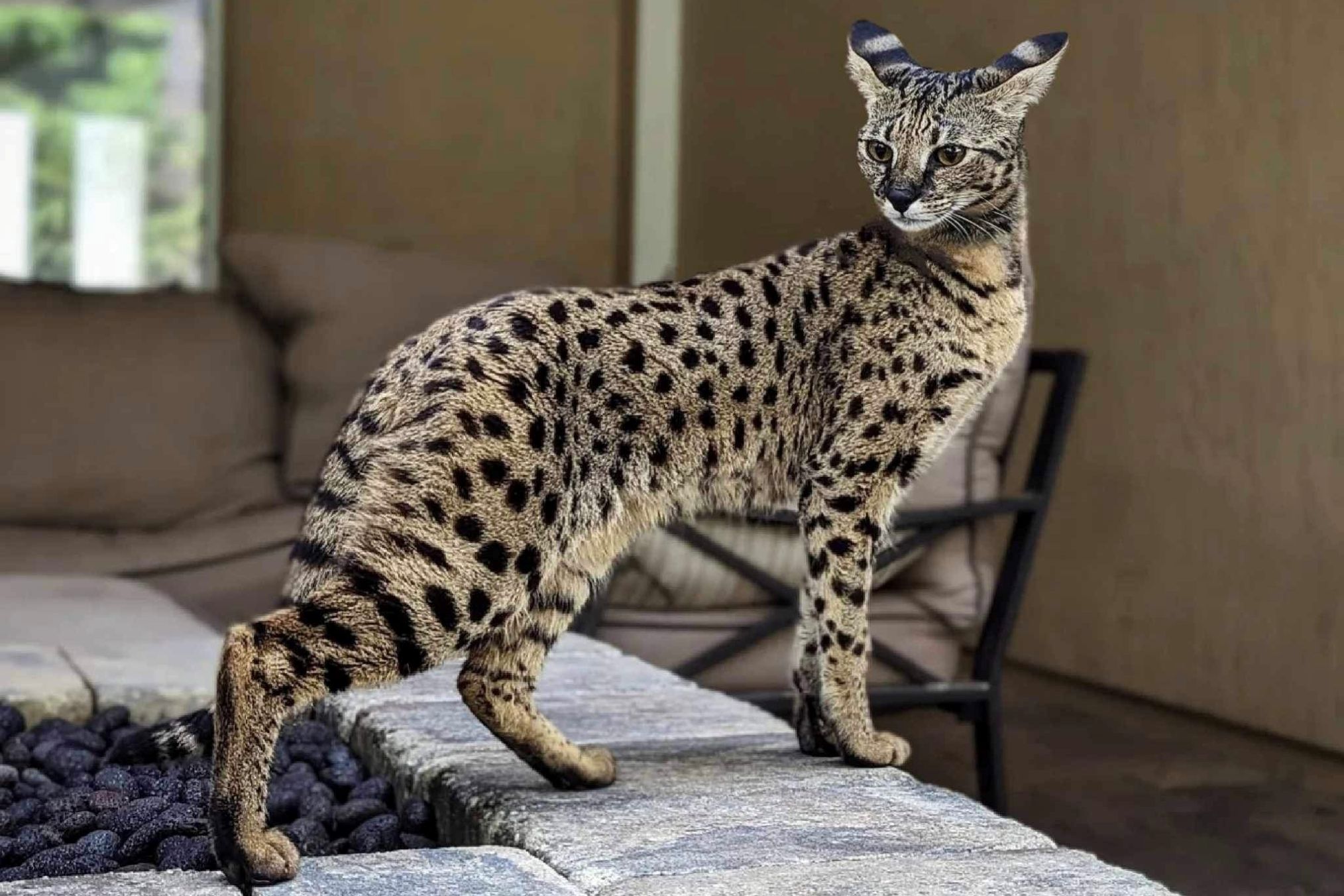 Kāds ir dārgākais kaķis