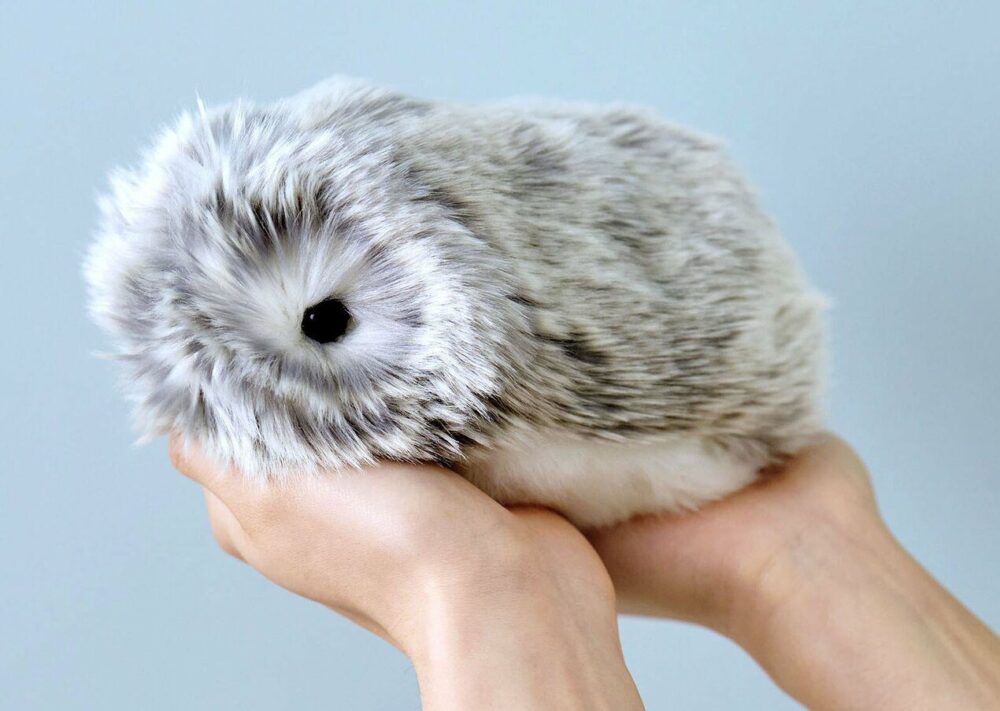 Moflin Vai To Ir Iespējams Nopirkt Polijā