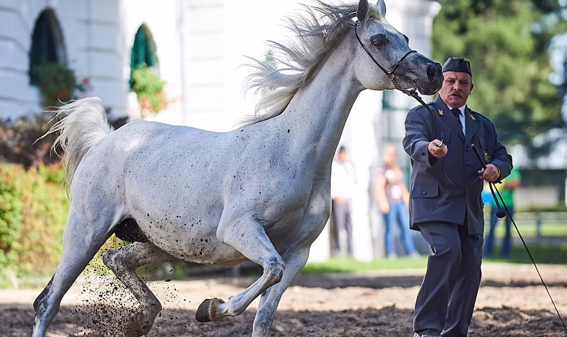 Slavenās arābu zirgu audzētavas Polijā
