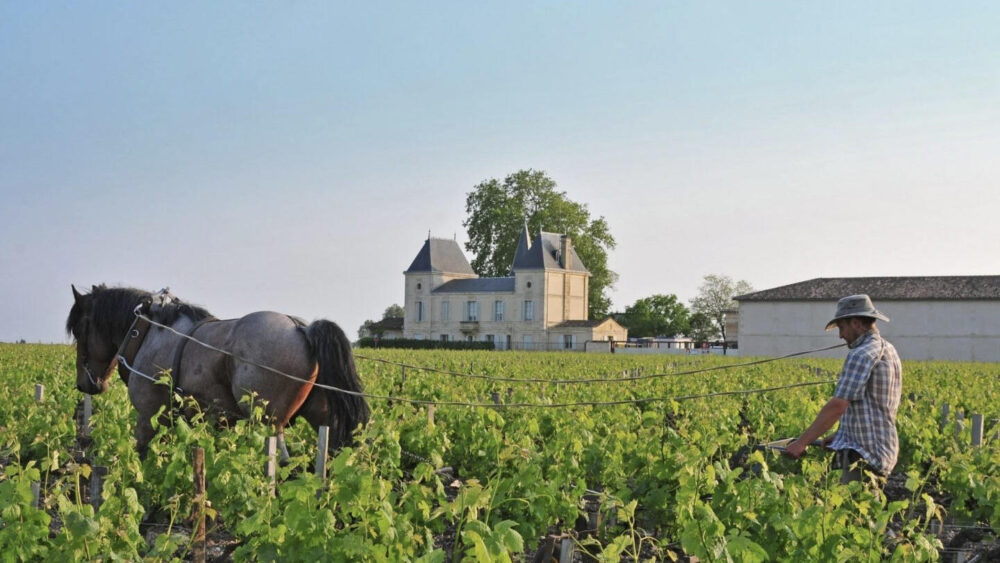Vīns Chateau Margaux Cena