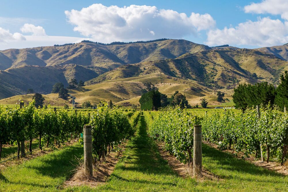 Marlborough reģiona vīndari